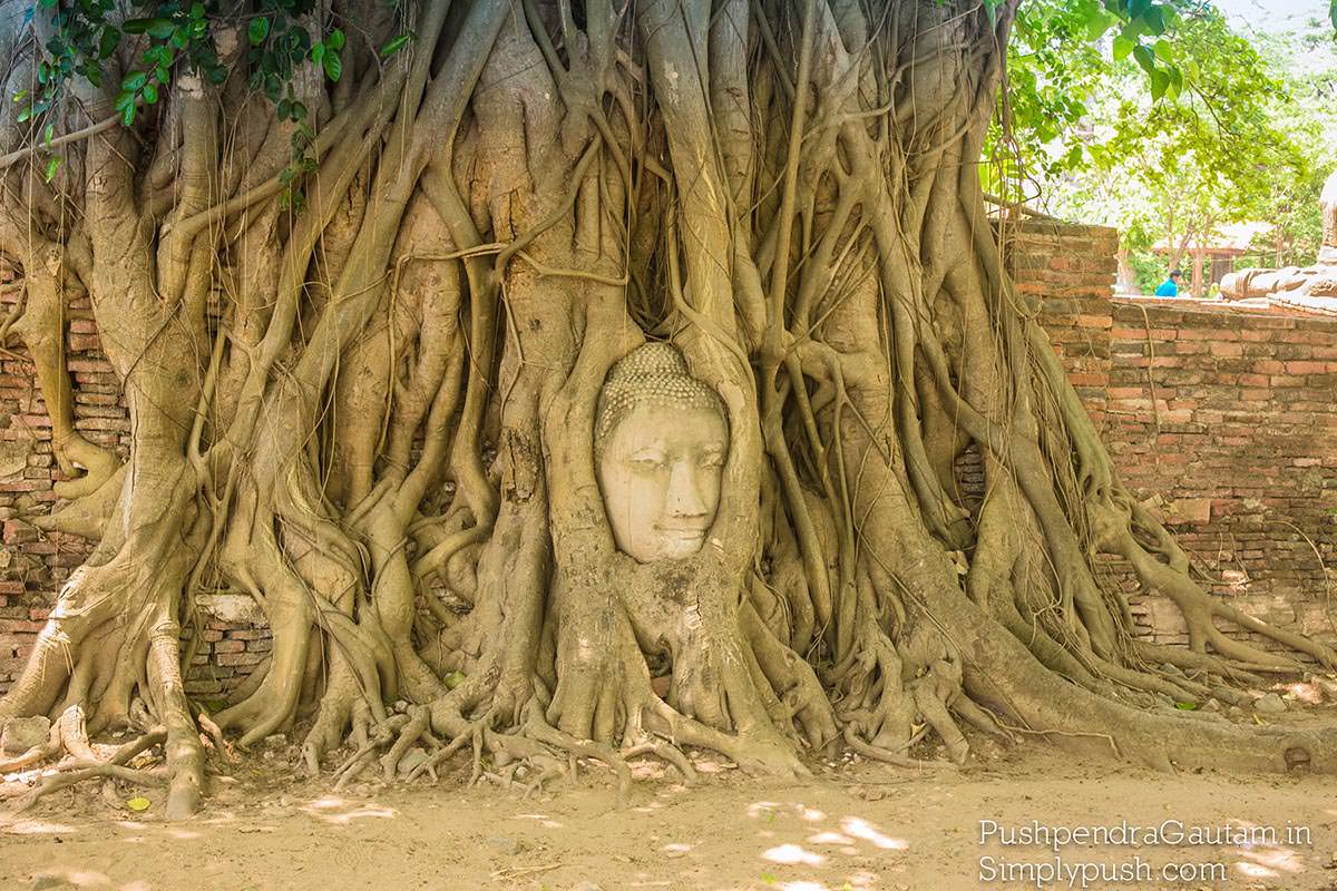 buddha-head-in-tree-pics